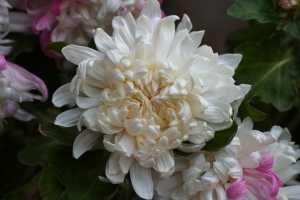 CHRYSANTHEMUM-24 (35)